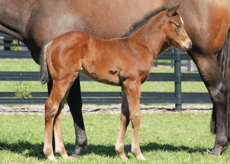 Eneeza as a foal with her dam Sweet Sherry | Image courtesy of Silverdale Farm and Rob Petith