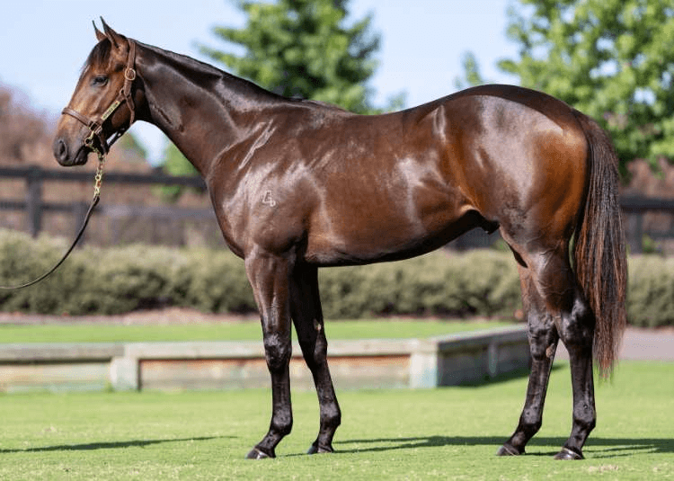 Eneeza's half-brother by I Am Invincible was purchased for $775,000 at the 2024 Inglis Australian Easter Yearling Sale | Image courtesy of Inglis

