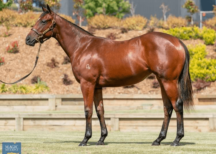 Eneeza as a yearling | Image courtesy of Magic Millions