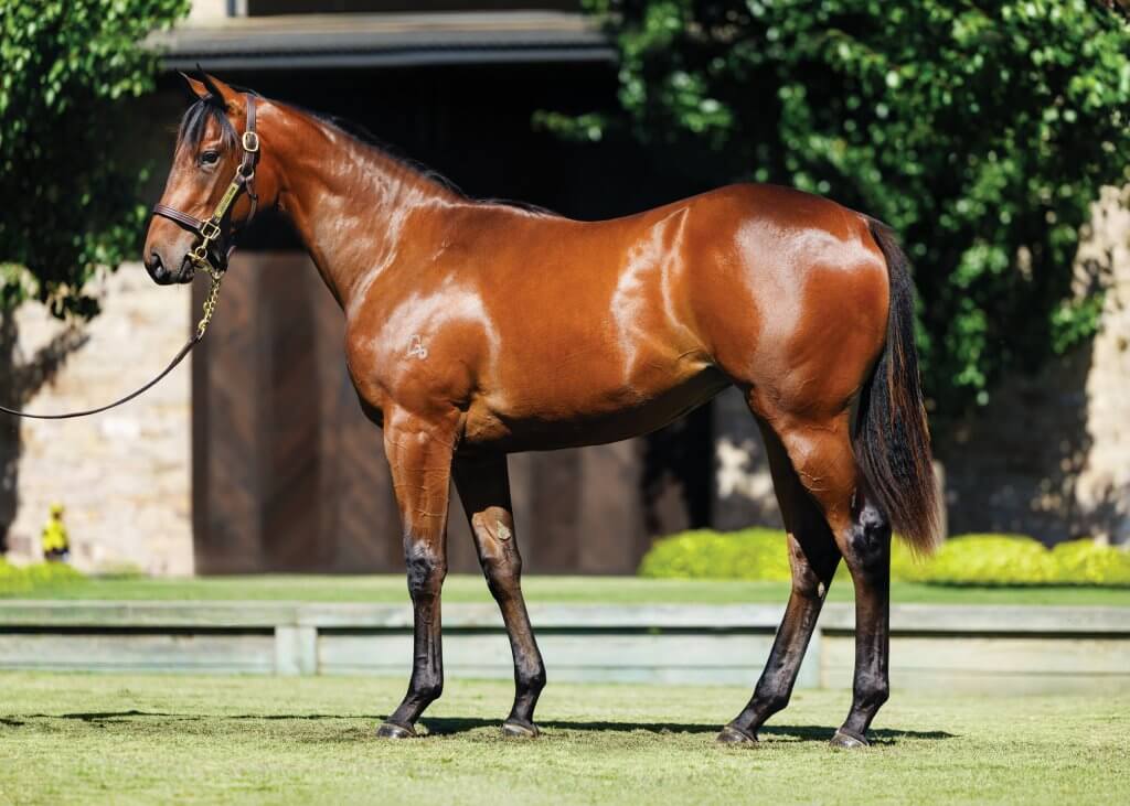 In The Congo x Ostentatious filly