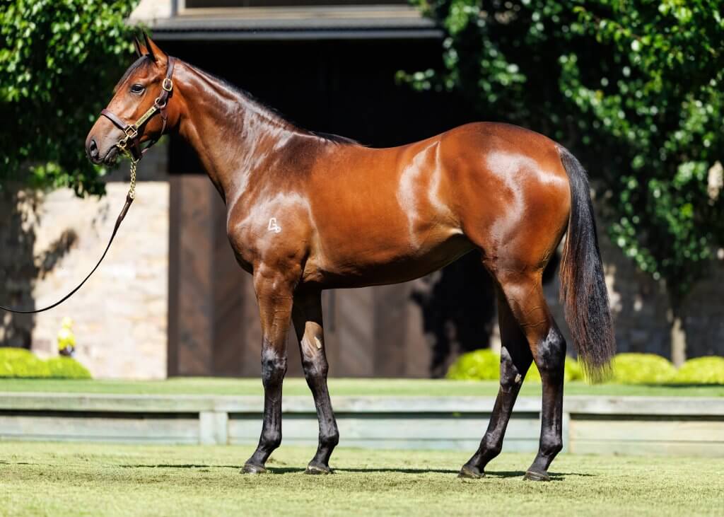 Rebel Dane x Caves filly