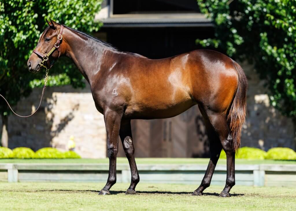 Artorius x Lipizzan filly