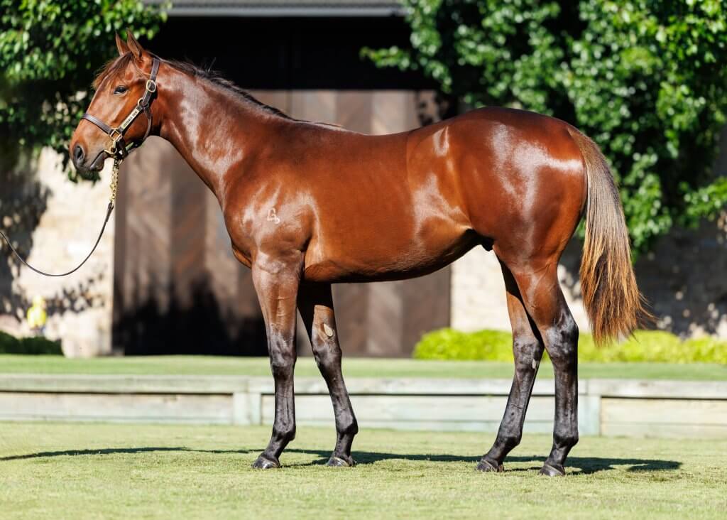 Rebel Dane x Spirit Medium colt