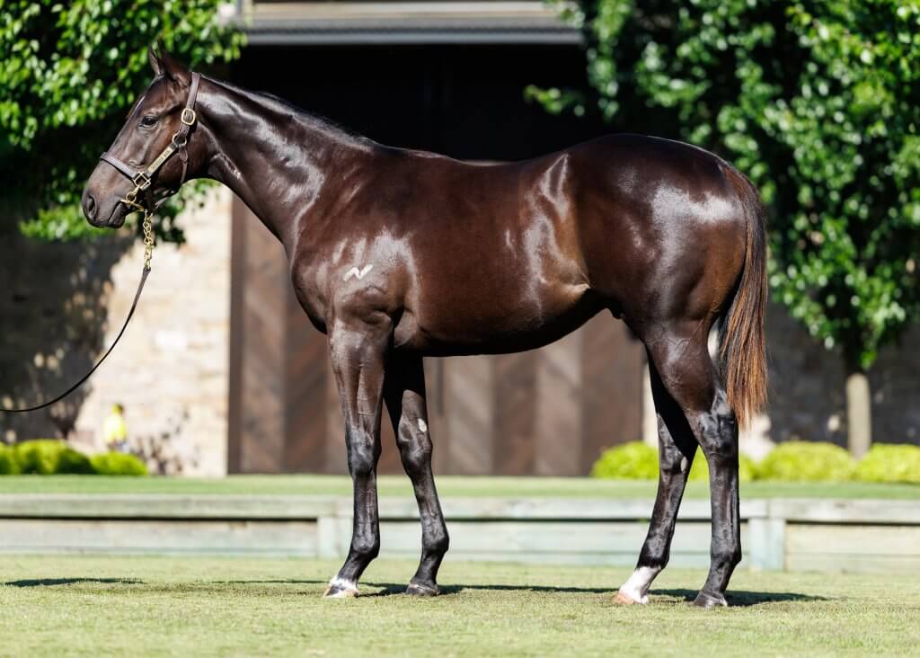 Too Darn Hot x Josdesanimaux colt