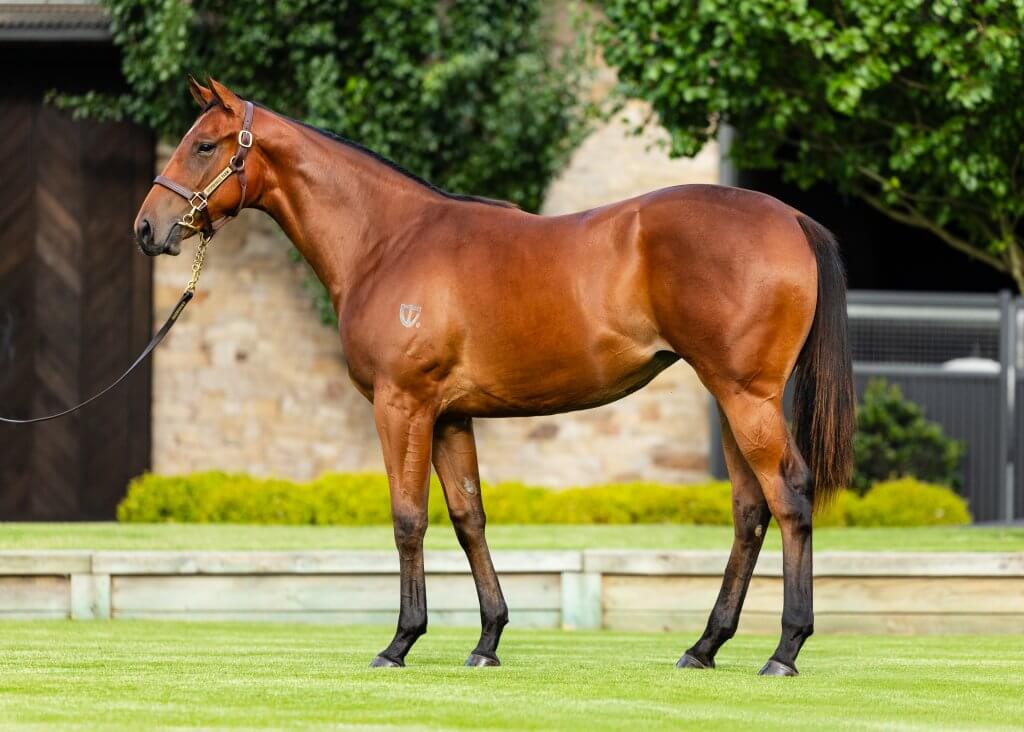 Lot 47 Capitalist x Great Mystery