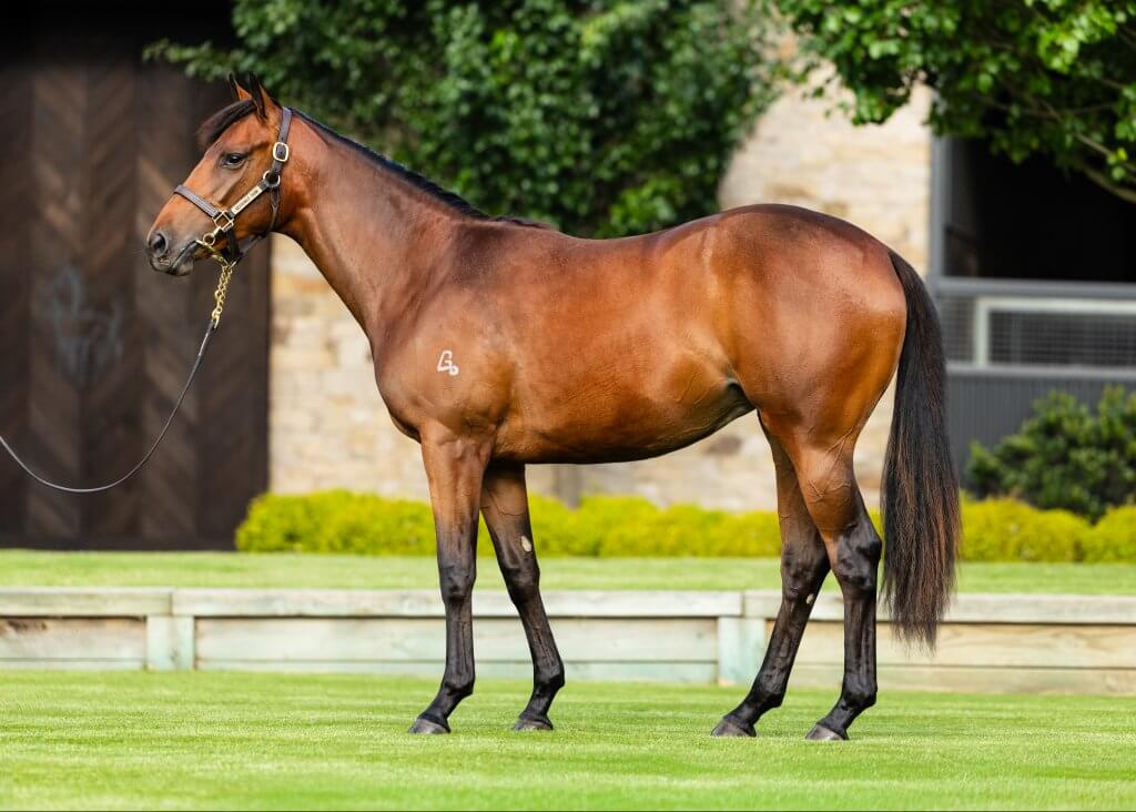 Lot 204 Brave Smash x Miss Verbier